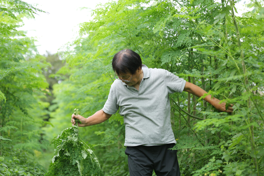 モリンガの収穫時期