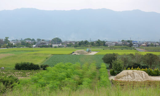 モリンガ畑