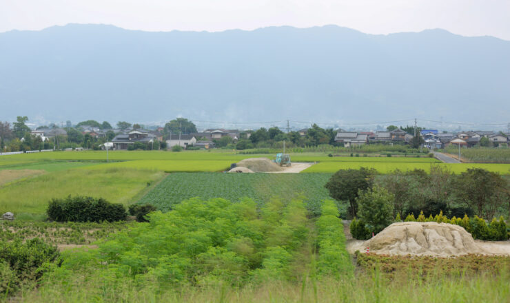 モリンガ畑