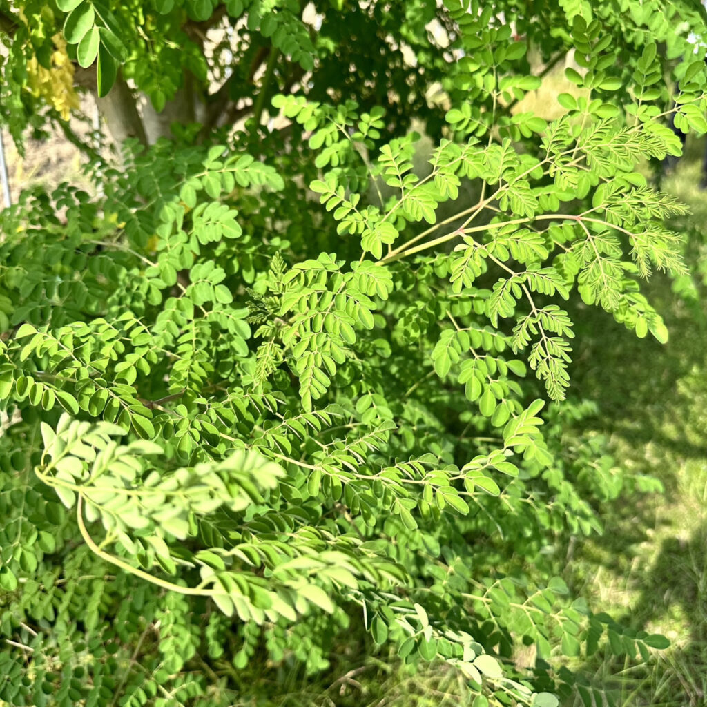 栄養成分の宝庫「モリンガ」